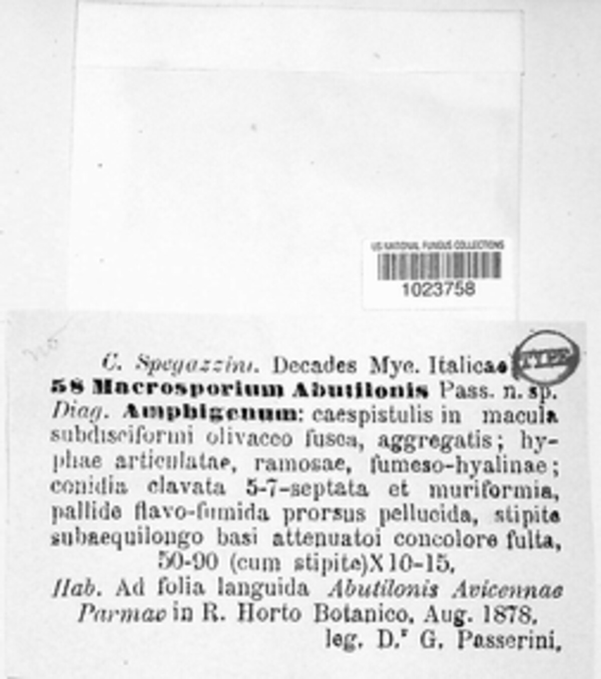 Macrosporium abutilonis image